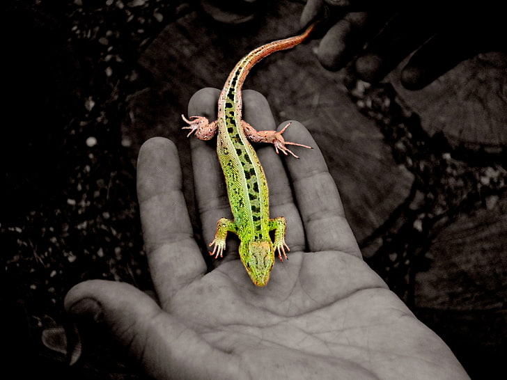 green and black gecko, selective coloring, animals, lizards, hands, reptiles, HD wallpaper
