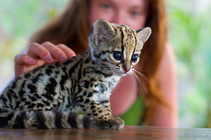 leopard kitten, cat, Ocelots, animals, baby animals, HD wallpaper