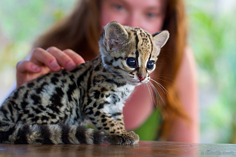 леопардово коте, котка, оцелоти, животни, бебета животни, HD тапет HD wallpaper