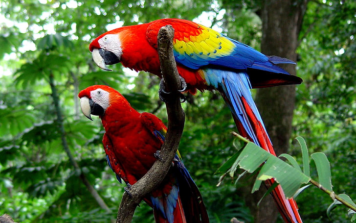 Папагали Амазонка две красочные Ара филиал фон с широкоформатным Hd, HD обои