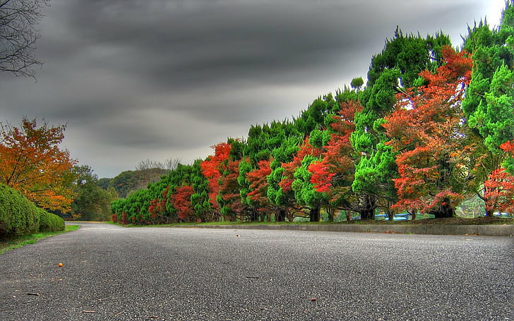 row of autumn trees nature hd  2560x1600, HD wallpaper