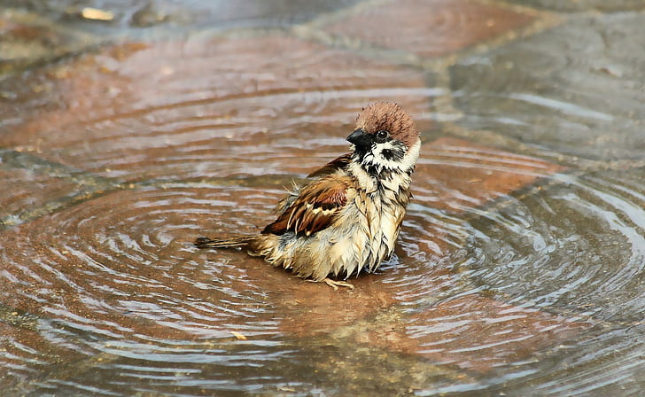 Spatz, Vögel, Wasser, nass, HD-Hintergrundbild