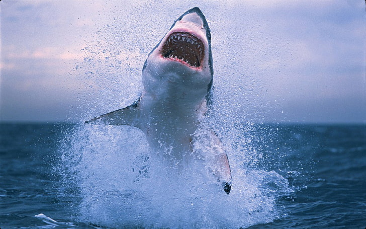 Great White Shark Animal Wallpaper For Dekstop 3840×2400, HD wallpaper