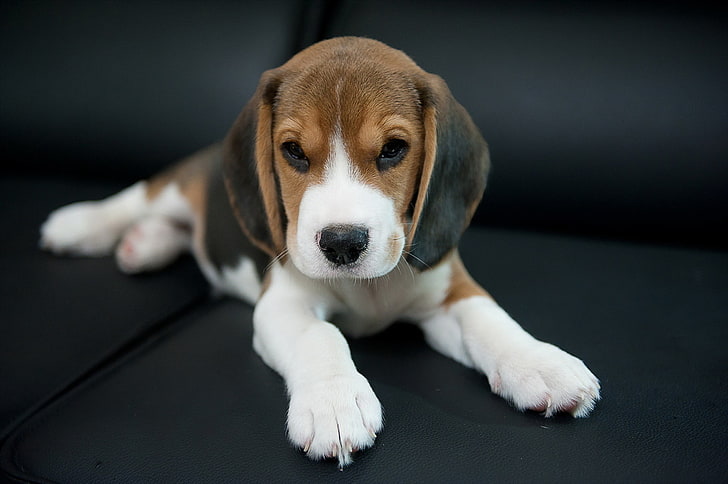 tricolor beagle puppy, look, each, dog, Beagle, HD wallpaper