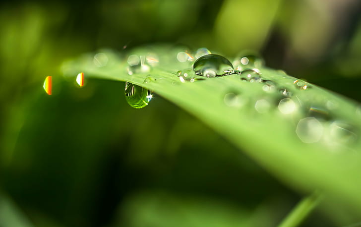selective focus photography of water dew on green leaf, Gravity, selective focus, photography, water, dew, green leaf, Carl  Zeiss, Jenna, 35mm, M42, macro, drop, grass, bokeh, romania, sorin, nature, green Color, wet, freshness, liquid, raindrop, close-up, leaf, plant, rain, environment, backgrounds, summer, abstract, beauty In Nature, purity, HD wallpaper