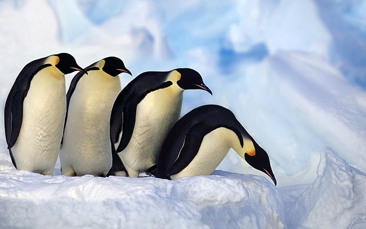 남극 펭귄 큐잉 동물 세계 바탕 화면, 다섯 펭귄, HD 배경 화면
