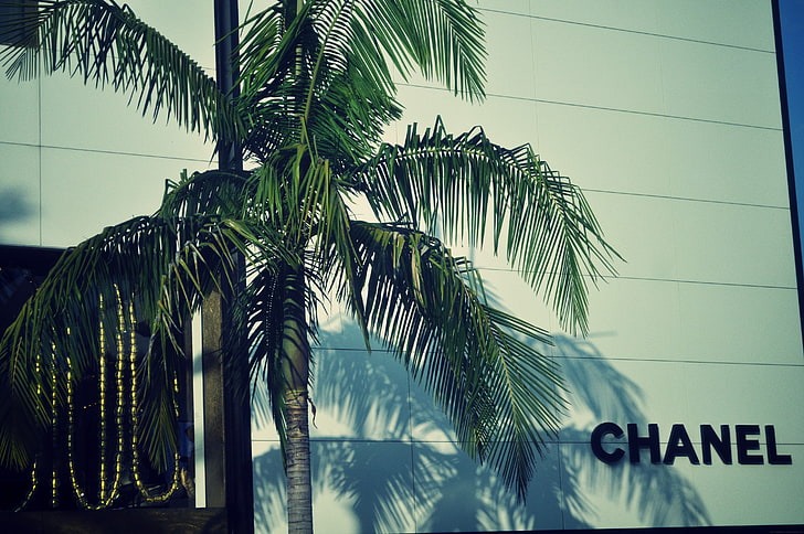 Chanel-Logo-Palmen, HD-Hintergrundbild