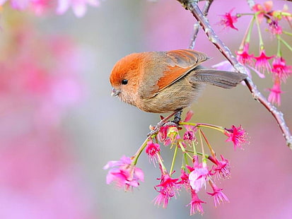 Burung Cantik Burung Cantik Hewan Burung HD Seni, gambar, Burung, indah, berwarna-warni, Wallpaper HD HD wallpaper