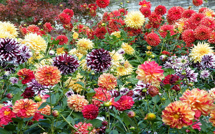 Dalias flores de todos los colores de fondo-HD-963, Fondo de pantalla HD |  Wallpaperbetter