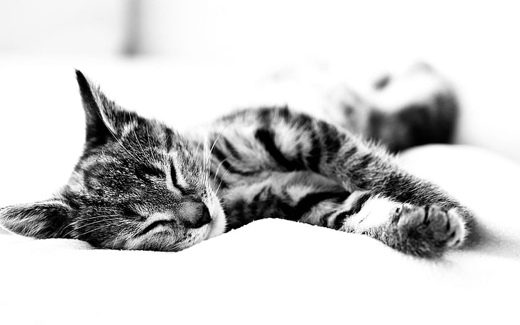 tekir kedi gri tonlamalı dijital duvar kağıdı, siyah ve beyaz, çarşaf, Koshak uyur, HD masaüstü duvar kağıdı
