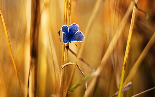 männlicher gemeiner blauer Schmetterling, Schmetterling, Natur, Pflanzen, Insekt, Tiere, HD-Hintergrundbild HD wallpaper