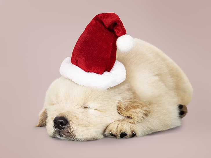 hund, nyår, jul, valp, jultomten, labrador, söt, god, santa hatt, HD tapet