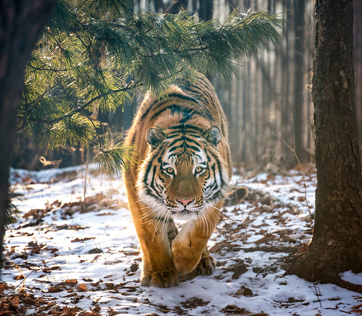 tygrys, duże koty, zwierzęta, śnieg, ssaki, Tapety HD