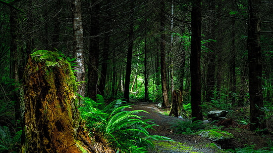 leśna ścieżka, głęboki las, gęsty las, ścieżka, las, las, paproć, Tapety HD HD wallpaper