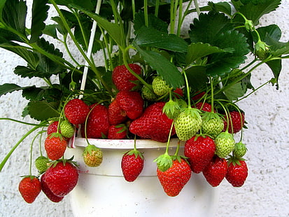 червени и зелени ягоди, ягода, саксия, зрънце, листа, плодове, червено, зелено, HD тапет HD wallpaper