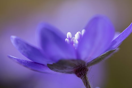 紫の花びらの花のマクロ写真、間近、マクロ写真、紫、花びら、Botaniskaträdgården、Hepatica、Lund、青いアネモネ、花、マクロ、自然、植物、クローズアップ、マクロ、春、自然の美しさ、花の頭、単一の花、夏、 HDデスクトップの壁紙 HD wallpaper