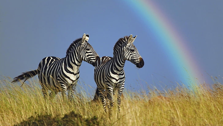 Animal, Zebra, HD wallpaper