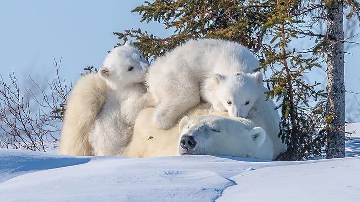 niedźwiedzie polarne, zwierzęta, niemowlęta, śnieg, przyroda, Tapety HD