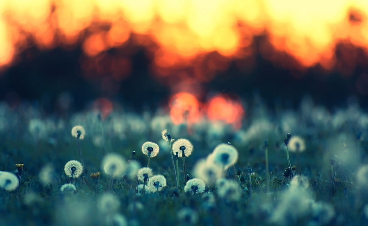 Maskrosor vid solnedgången, vita blommor, natur, blommor, solnedgång, maskrosor, HD tapet