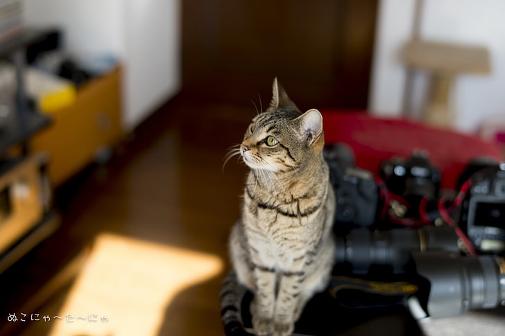 Katze, HD-Hintergrundbild