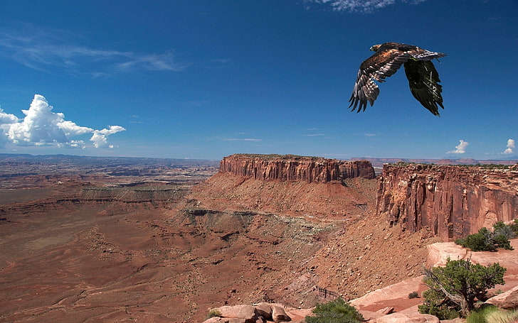 brown falcon, bird, cliff, predator, flight, HD wallpaper