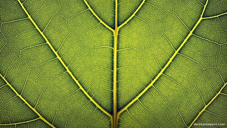 зеленый лист иллюстрации, листья, природа, макро, растения, грин, HD обои