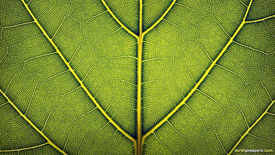 ilustracja zielony liść, liście, natura, makro, rośliny, zielony, Tapety HD HD wallpaper
