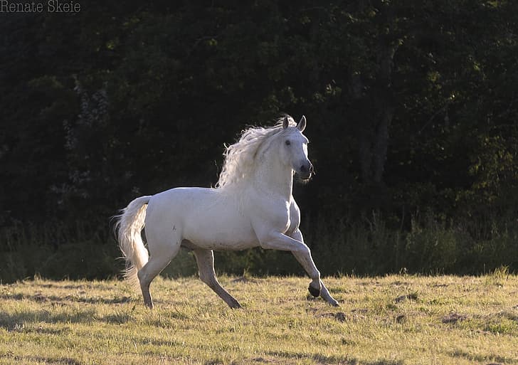 xl 3D white stallion galoppierender weißer Hengst Lesezeichen