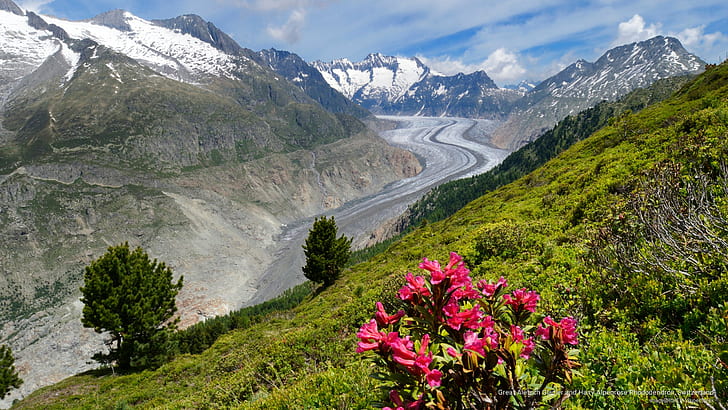 Gran glaciar Aletsch y peludo alpenrose Rhododendron, Suiza, Naturaleza, Fondo de pantalla HD