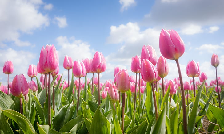 Blumen, Frühling, Tulpen, HD-Hintergrundbild