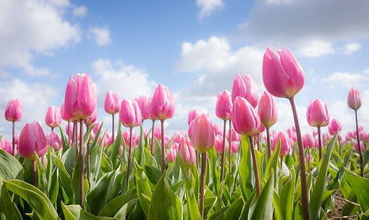 kwiaty, wiosna, tulipany, Tapety HD HD wallpaper