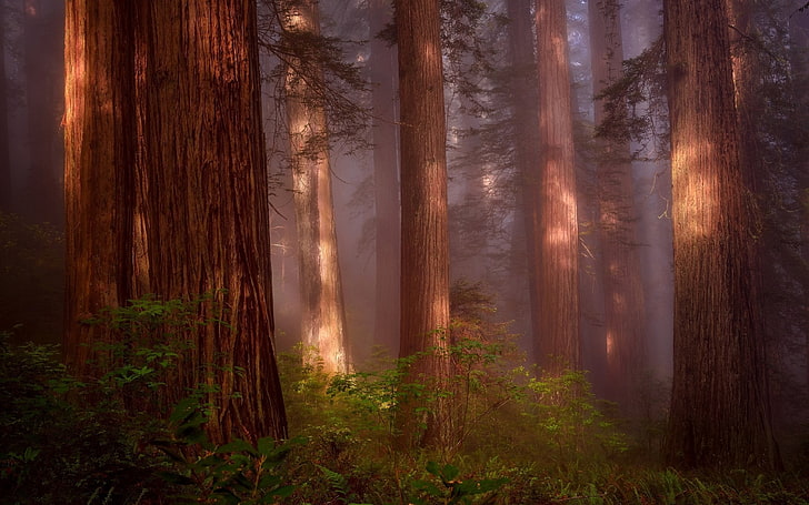 brauner Baumstamm, Natur, Bäume, Wald, Holz, Pflanzen, Zweig, Blätter, Nebel, Sonnenlicht, HD-Hintergrundbild