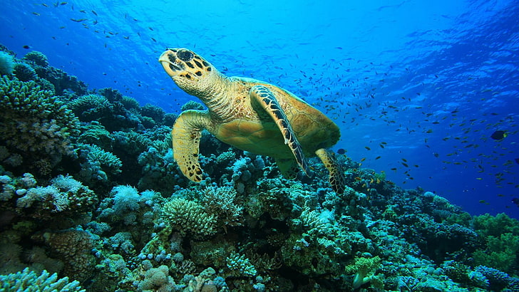 sea turtle, water, underwater, sea, ocean, reef, coral, fish, scuba, photography, turtle, marine, coral reef, marine biology, loggerhead, loggerhead sea turtle, HD wallpaper