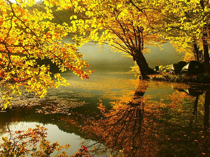 automne, automne, feuilles, arbre, Fond d'écran HD