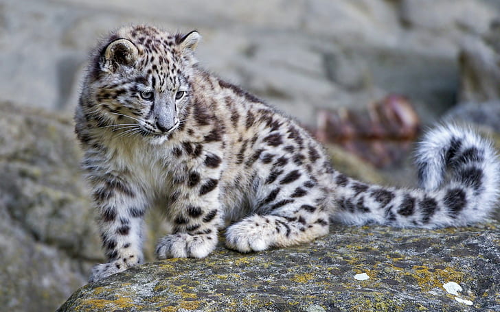 bambino, leopardo, roccia, neve, Sfondo HD