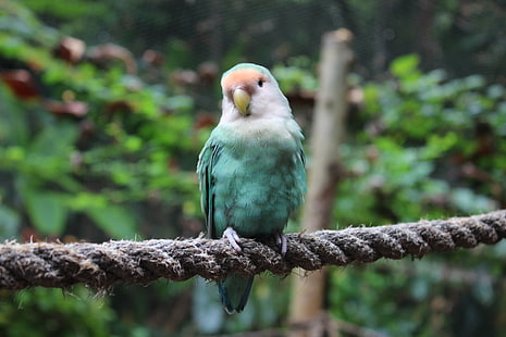 зелен и бял папагал на въже близо до дървета, Lovebird, зелен, бял, папагал, въже, дървета, птица, природа, Ямайка, макро, макрофотография, круиз, Карибите, папагал, животно, дивата природа, клюн, перо, на открито, HD тапет HD wallpaper