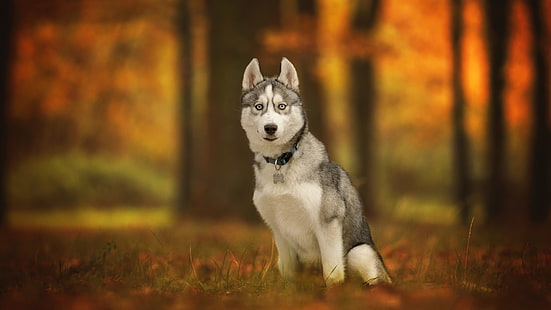 сибирский хаски, порода собак, млекопитающее, собака, ездовая собака, HD обои HD wallpaper