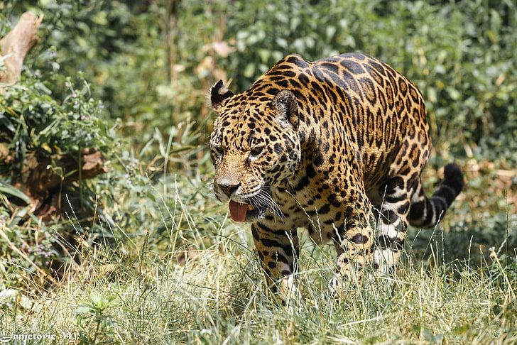 language, predator, Jaguar, walk, wild cat, zoo, HD wallpaper