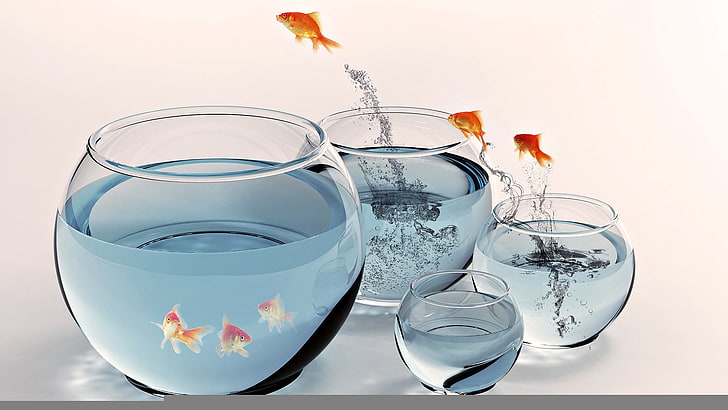 quattro ciotole di vetro trasparente, pesce, acquario, oro, schizzi, salti, Sfondo HD