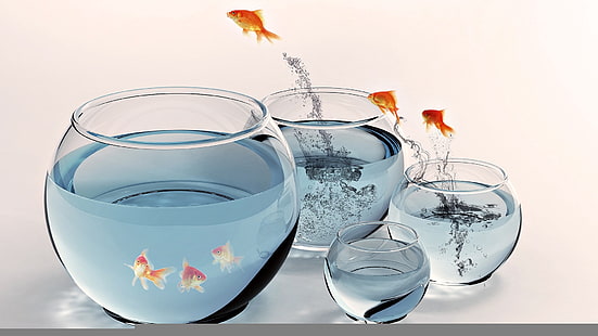 four clear glass bowls, fish, aquarium, gold, splashing, jumping, HD wallpaper HD wallpaper