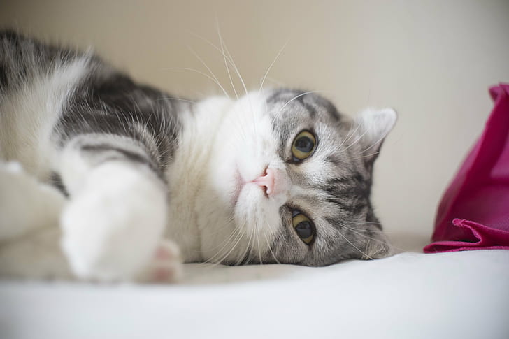 medium fur gray and white cat lying down in white textile, Schneider, Arri, F2, medium, fur, gray, white cat, lying down, textile, Arriflex, Cine, Xenon, Sony  A7, Sony A7, Cats, domestic Cat, pets, animal, cute, domestic Animals, young Animal, kitten, feline, mammal, whisker, looking, paw, HD wallpaper