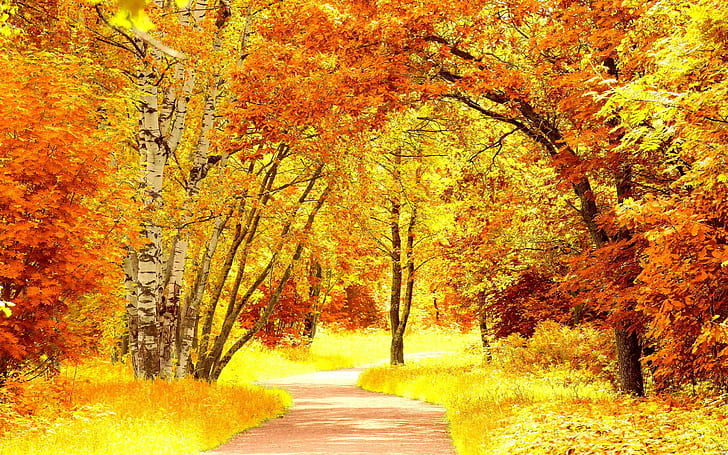 ألوان الخريف ، الطريق ، الأشجار ، الخريف ، ألوان الخريف، خلفية HD