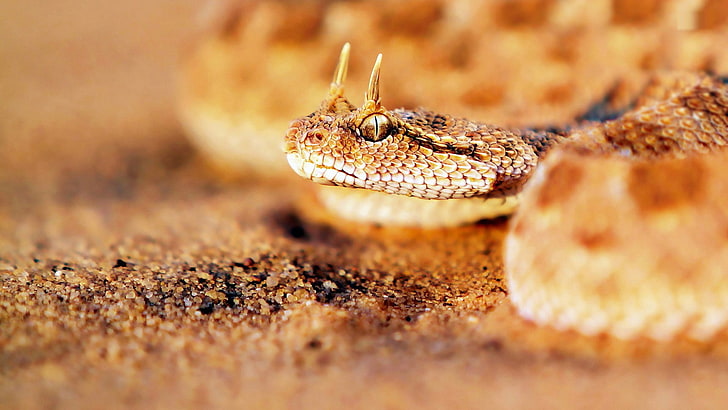 Tiere, Schlange, Reptilien, Sand, HD-Hintergrundbild