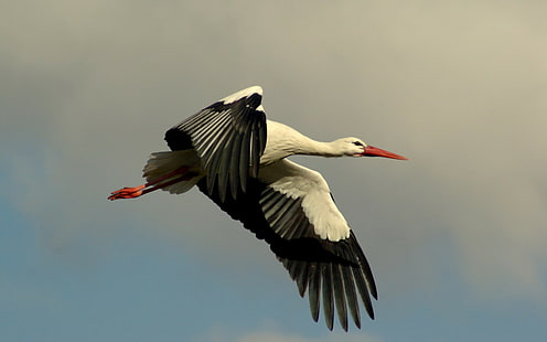 Bird stork flight, white and black crane, flight, bird, stork, HD wallpaper HD wallpaper