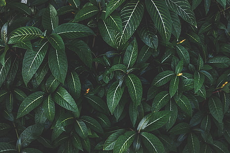 النباتات ذات الأوراق الخضراء ، والنباتات ، والأوراق ، والأخضر ، والمخطط ، والأدغال، خلفية HD HD wallpaper