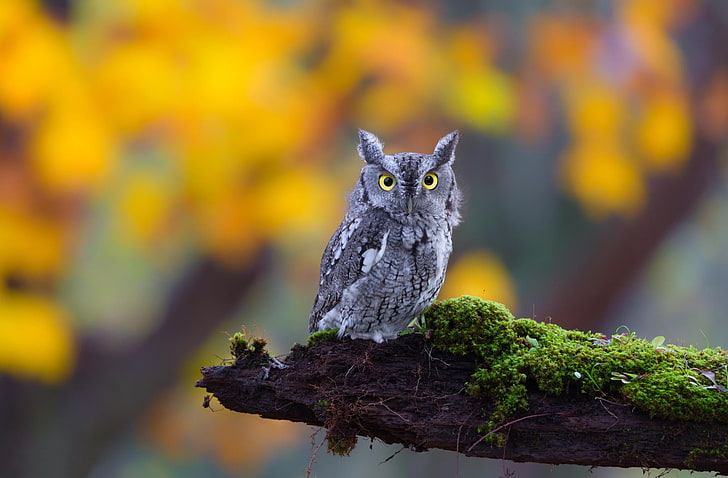 gray long-eared owl, eyes, look, nature, owl, moss, log, bird, eared, HD wallpaper