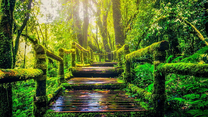 ธรรมชาติ, สีเขียว, พืชพันธุ์, เส้นทาง, การสะท้อน, ป่า, น้ำ, ป่า, ป่าไม้, ป่าเขตร้อน, ต้นไม้, ป่าโกงกาง, วอลล์เปเปอร์ HD