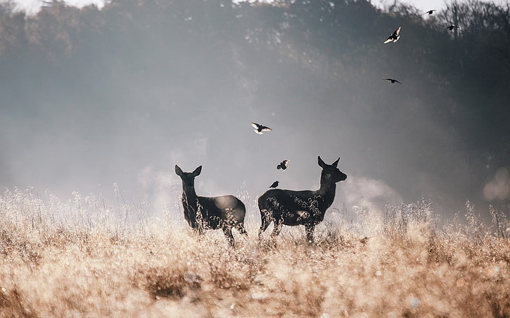 two black deers, deer, birds, field, flying, fog, HD wallpaper