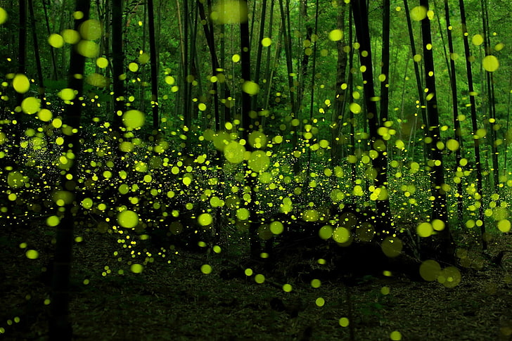 kunang-kunang, hutan, hijau, alam, bokeh, Wallpaper HD