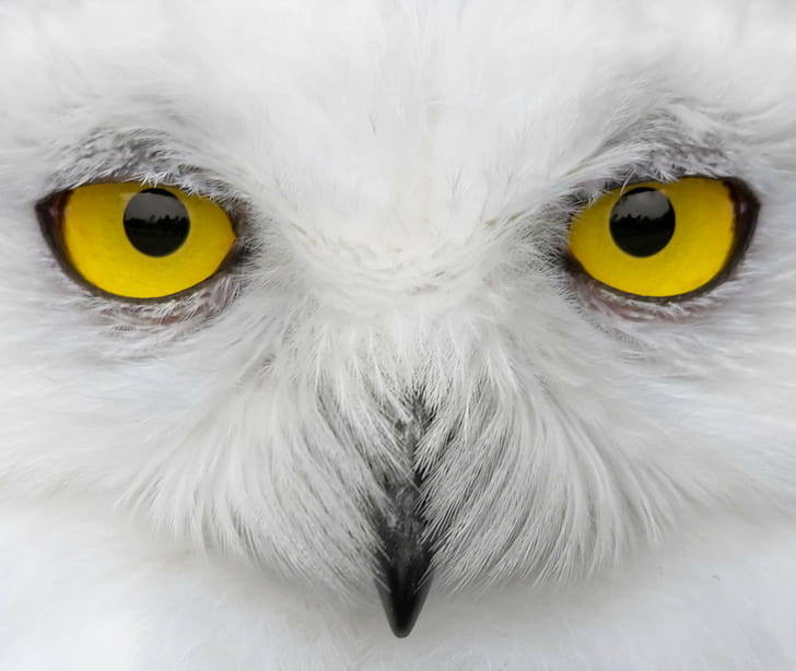 yellow Owl eyes, Look into my eyes, yellow, Owl eyes, snowy  owl, snowy owl, white, beak, feathers, Nyctea  scandiaca, Nyctea scandiaca, Bubo scandiacus, owls, bird, yellow eye, yellow eyes, NGC, Johan, Ingles, Le, Nobel, extreme, macro, uk, owl, animal, animal Eye, looking, HD wallpaper